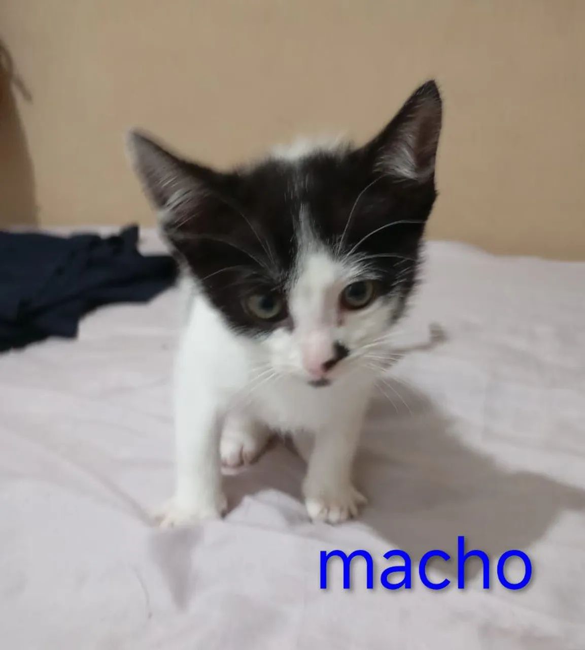 Gatinhos para Adoção