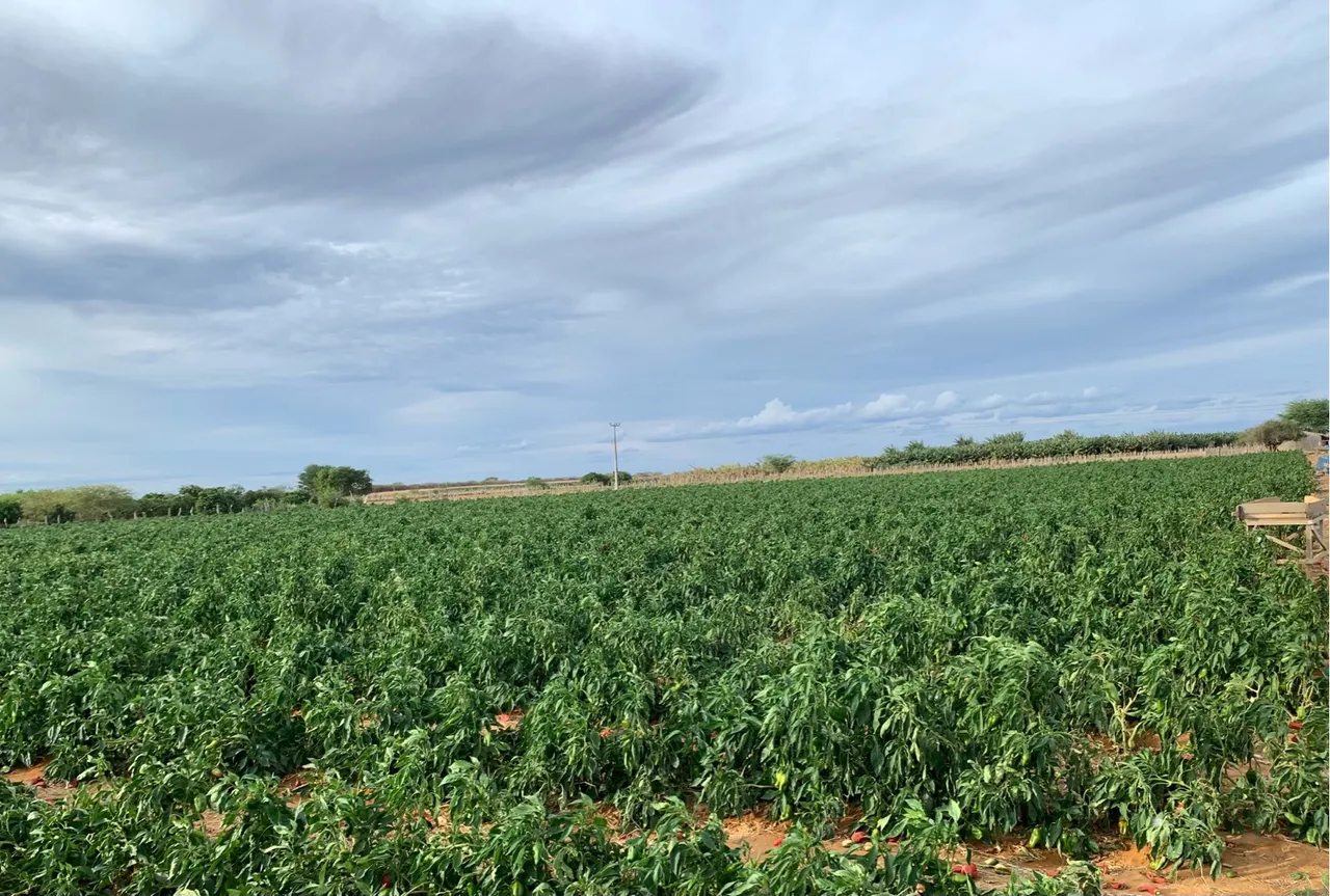 Fazenda à venda Jacobina
