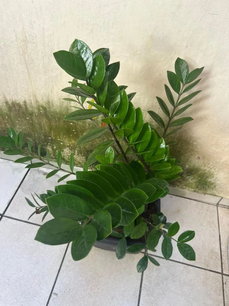 Zamiolculcas - Foto 2