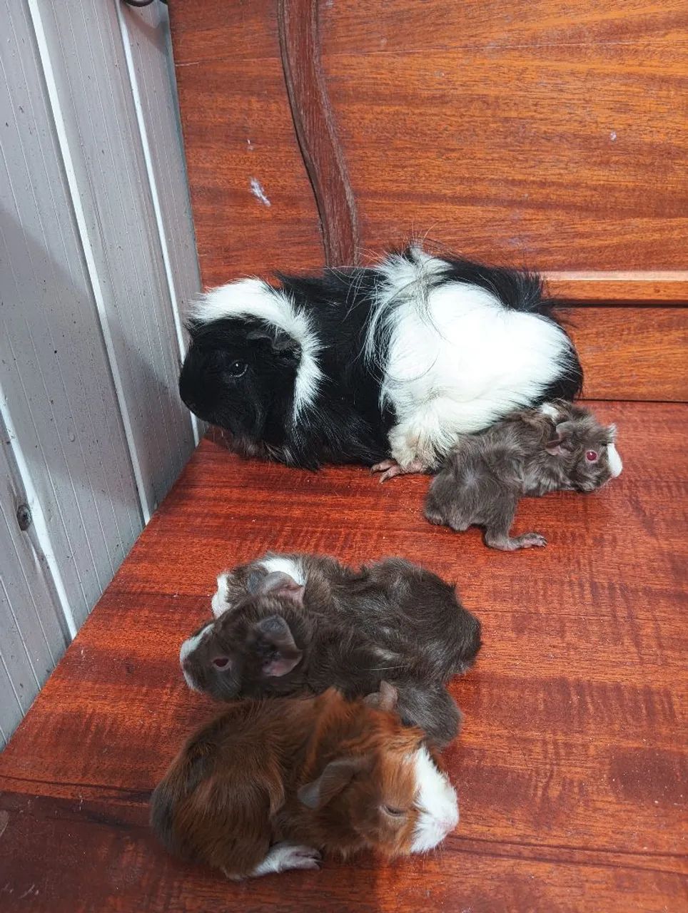 Vende-se porquinho da índia - Foto 2