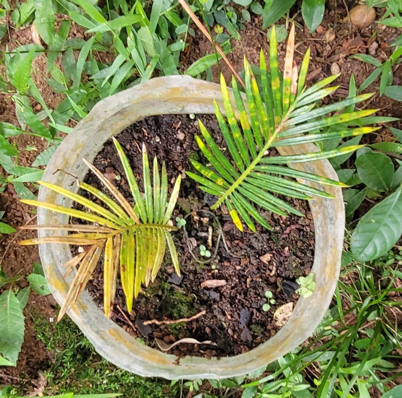 Mudas de Cica a partir de R$ 10 - Foto 6