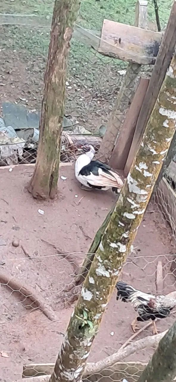 Patos - Foto 2
