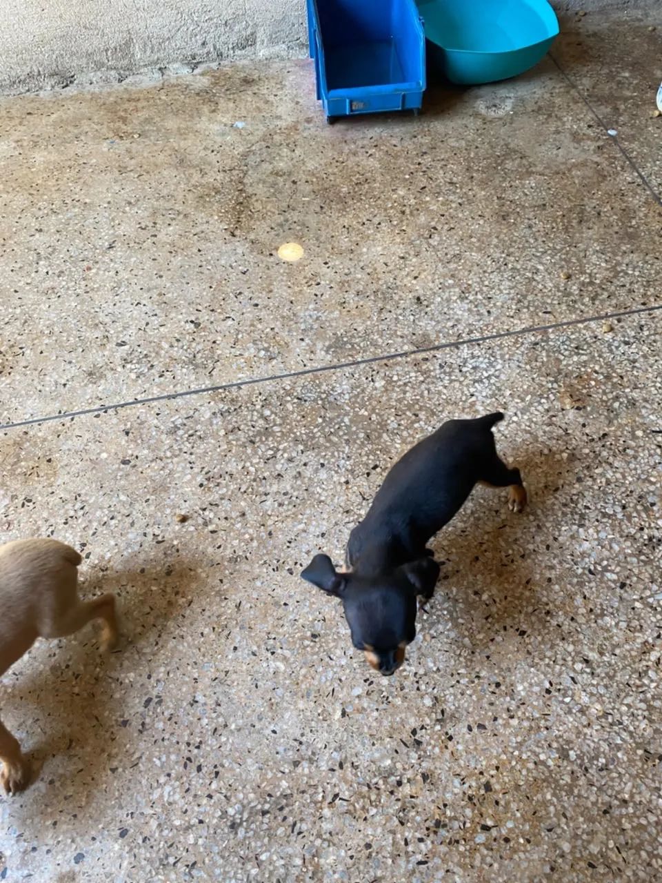 Pinscher - Foto 5