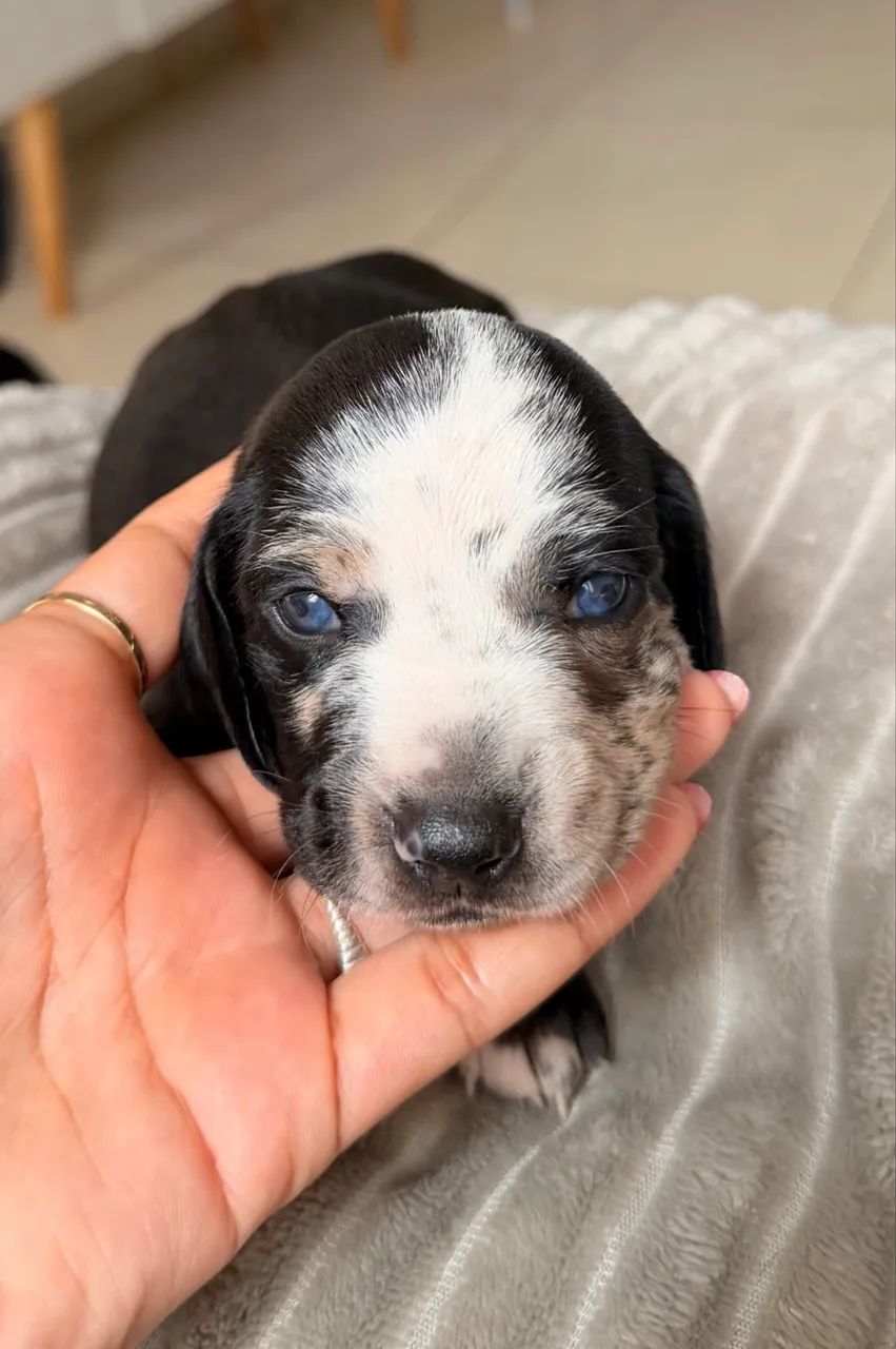 Filhotes de Dachshund (salsicha)  - Foto 4