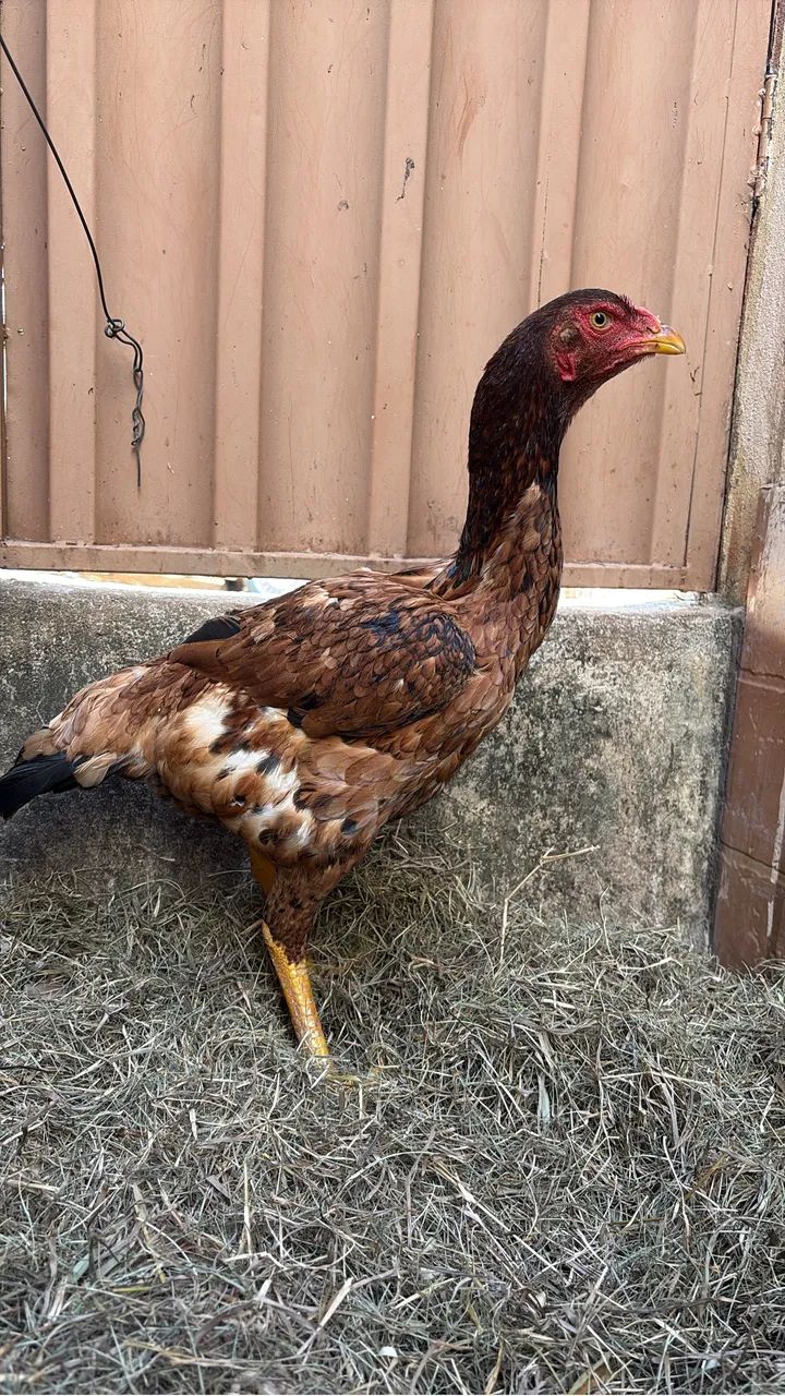 Galinha caipira 