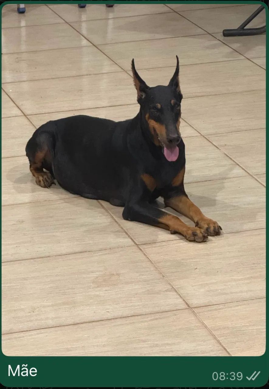 Doberman Macho  - Foto 2
