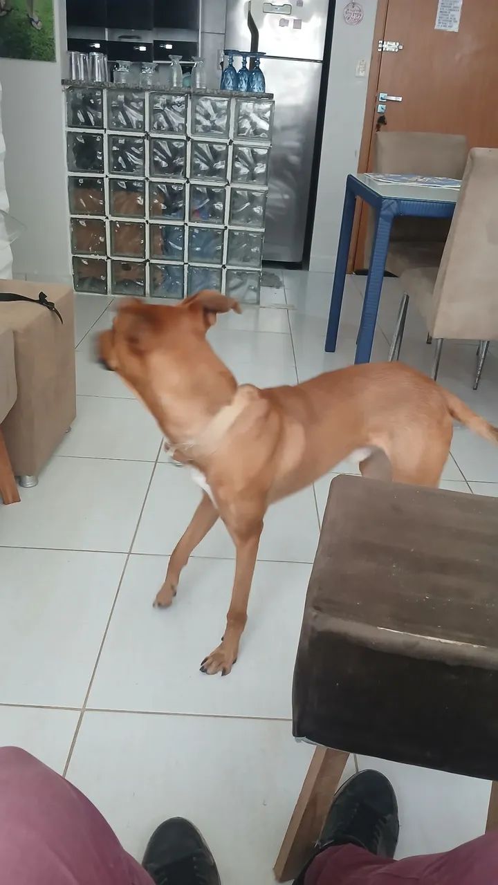 Cachorro dócil, bonito e amigavel - Foto 4