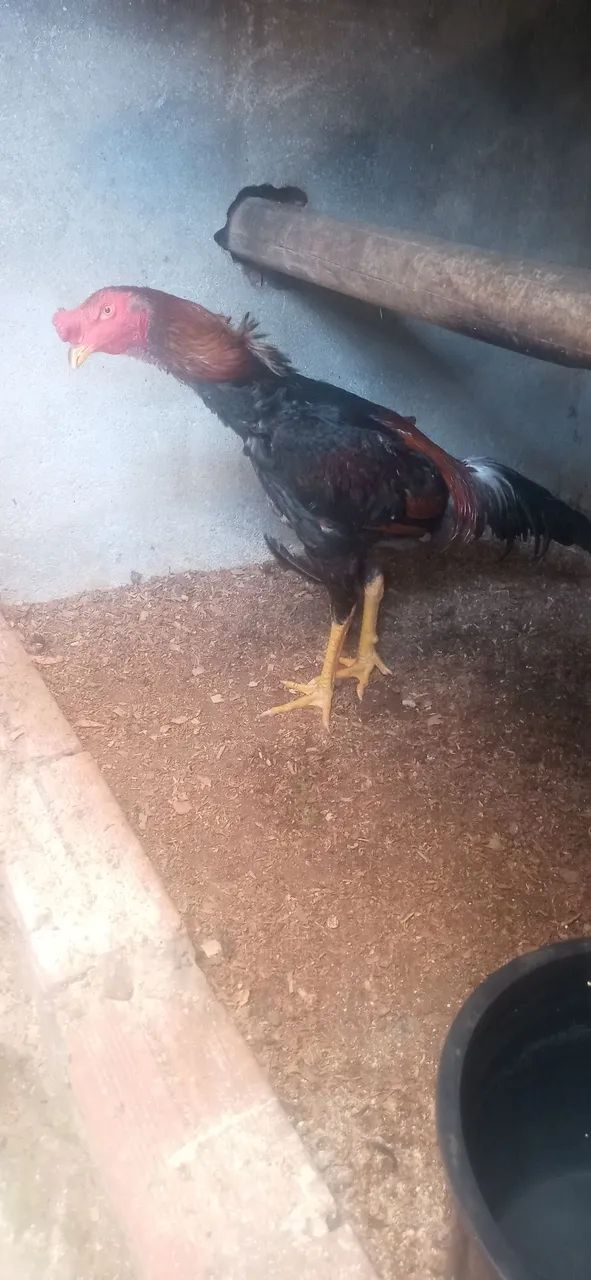 Galo indio - Foto 5