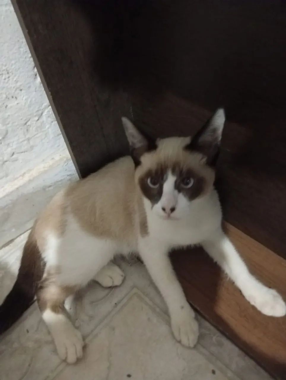 Gato para adoção  - Foto 4