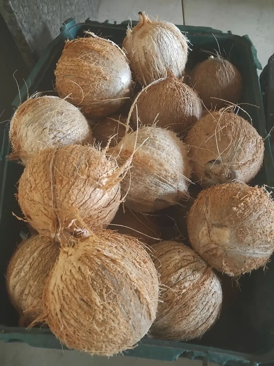 Cocco seco