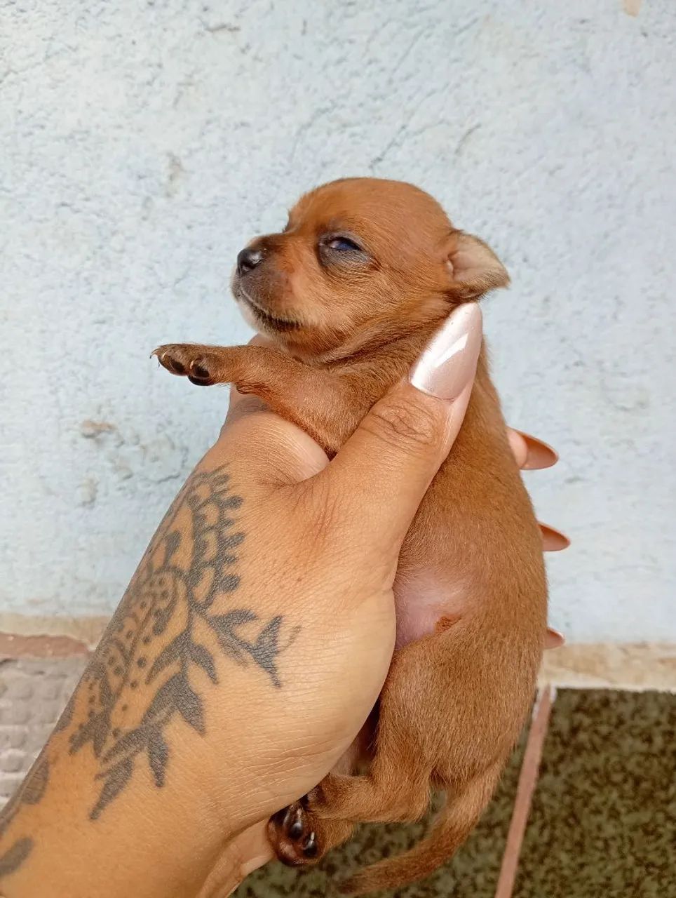 Pinscher 0  - Foto 2