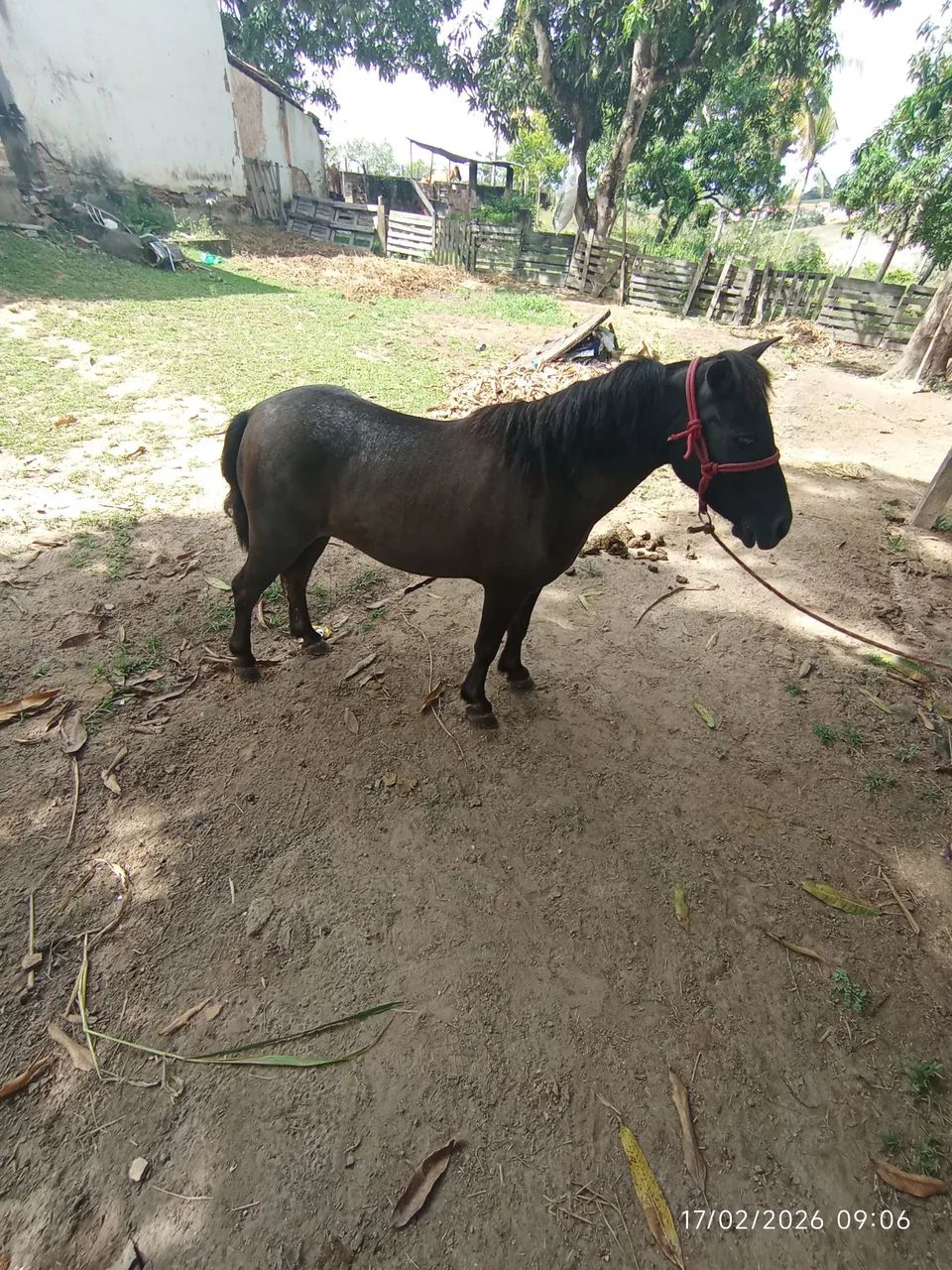 Pônei fêmea  - Foto 3