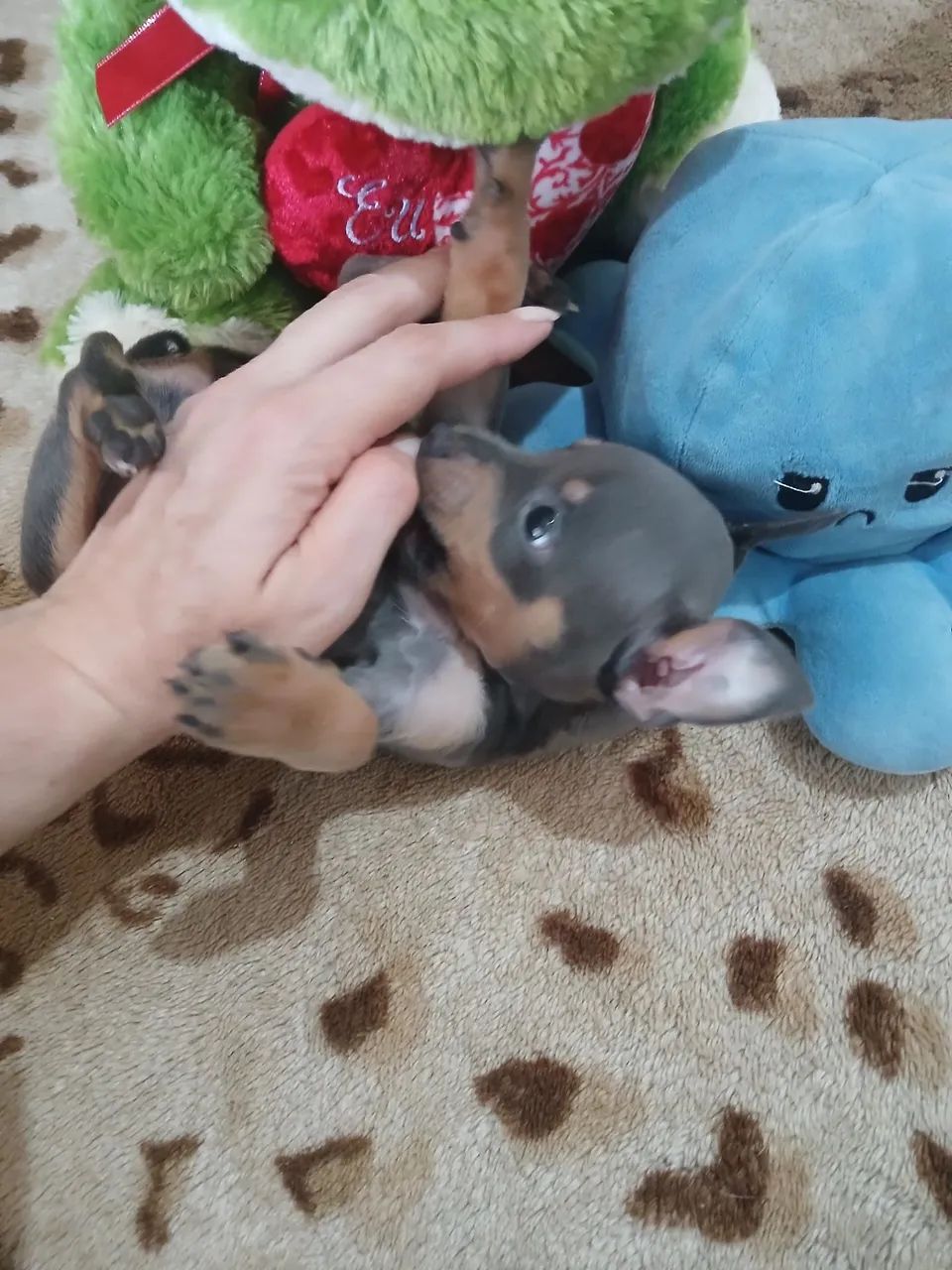 Pinscher Fêmea Blue - Foto 3