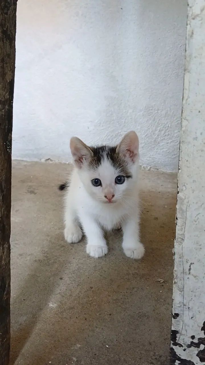 2 Filhotes de Gato Macho - Foto 3