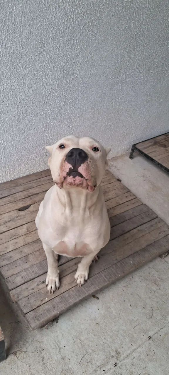 Adestrador de cães - Niterói - Foto 4
