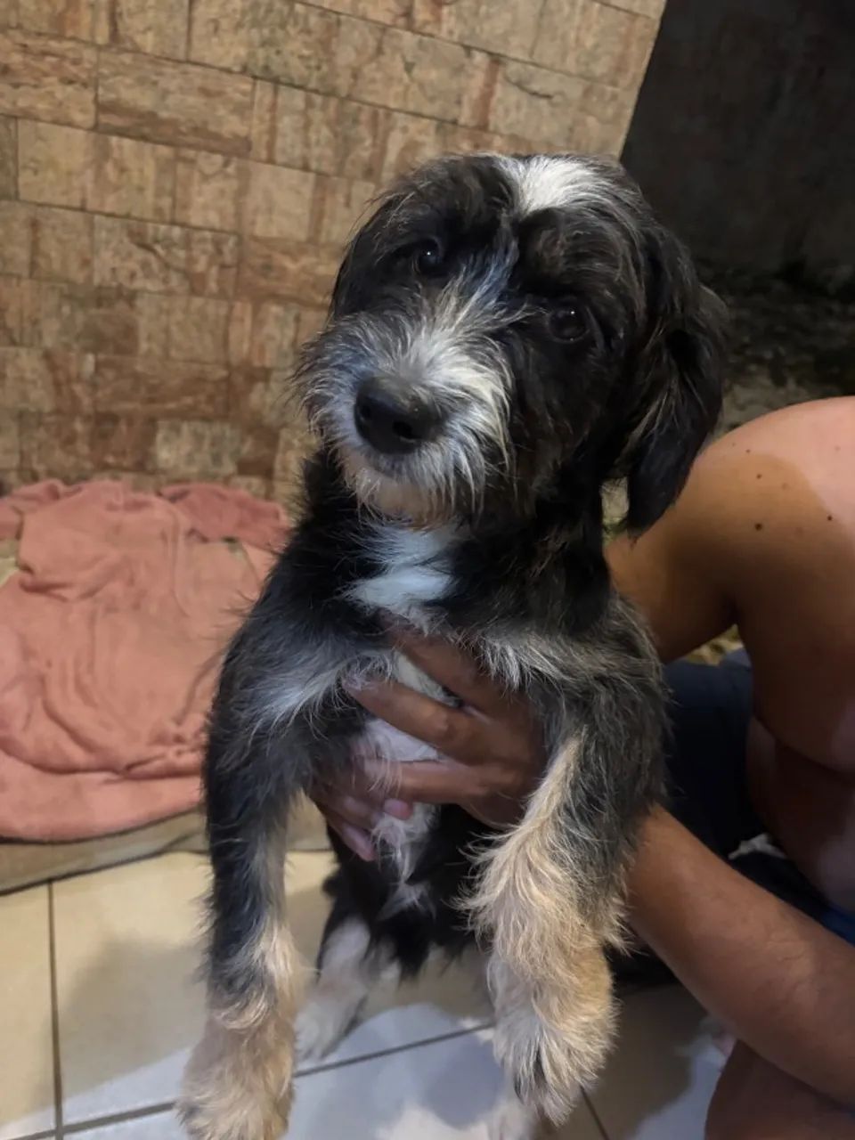 Cachorrinhos para doação  - Foto 2