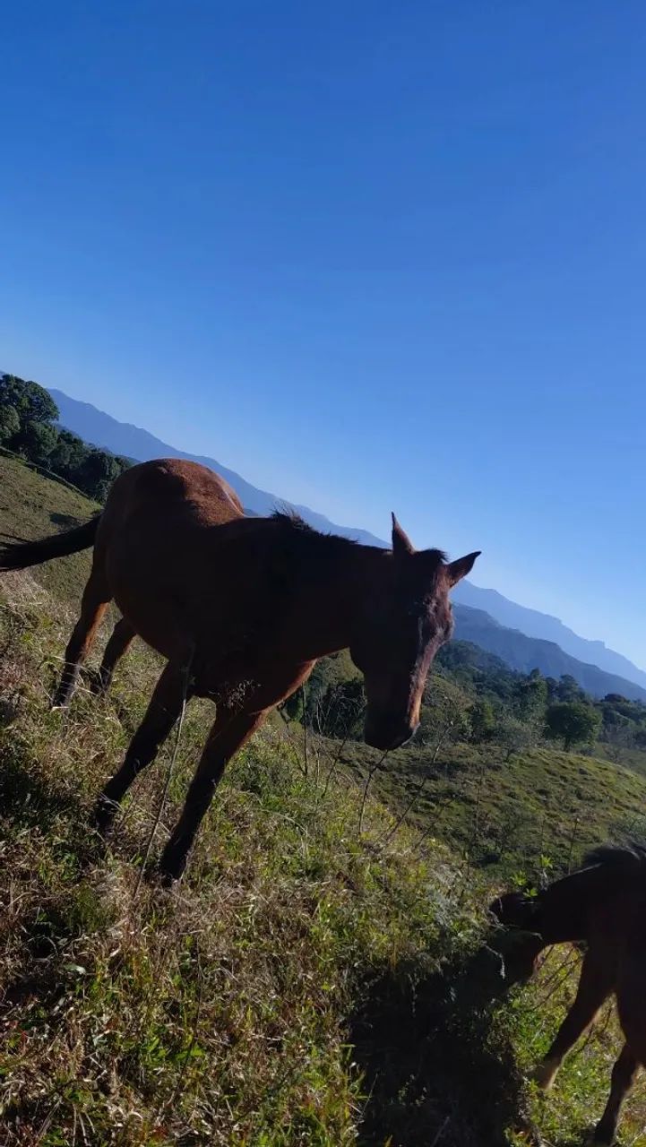 Cavalo quarto de milha  - Foto 2