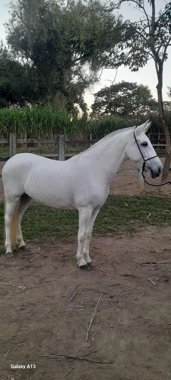 Égua Mangalarga Marchador  - Foto 2