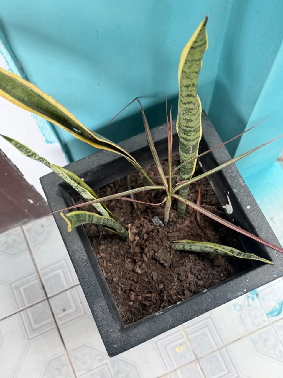Vaso de planta  - Foto 2