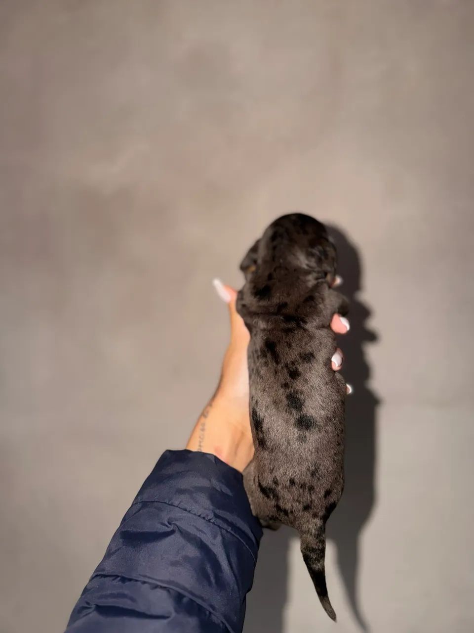 Linguicinha  - Foto 4