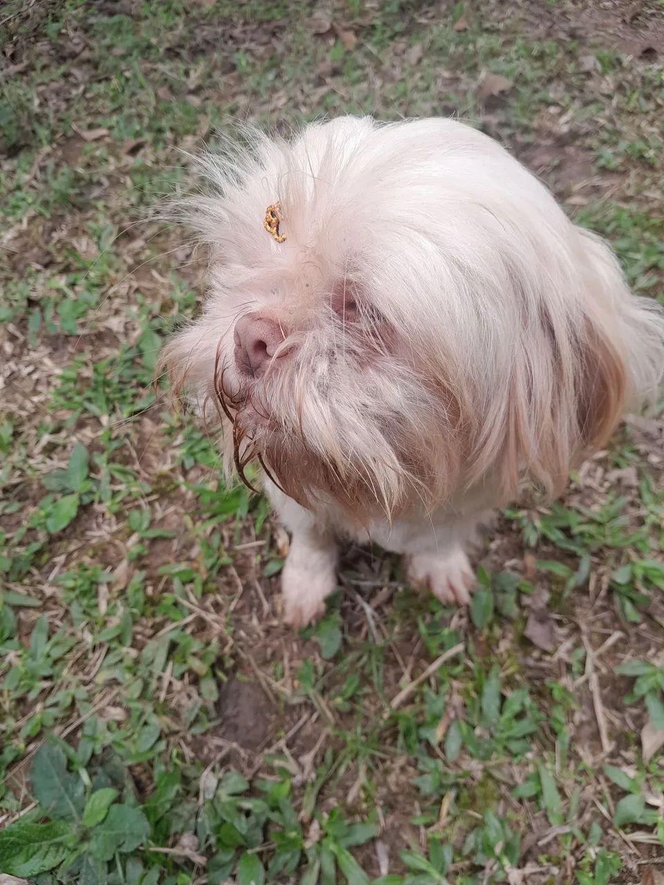 DOANDO shihtzu femea