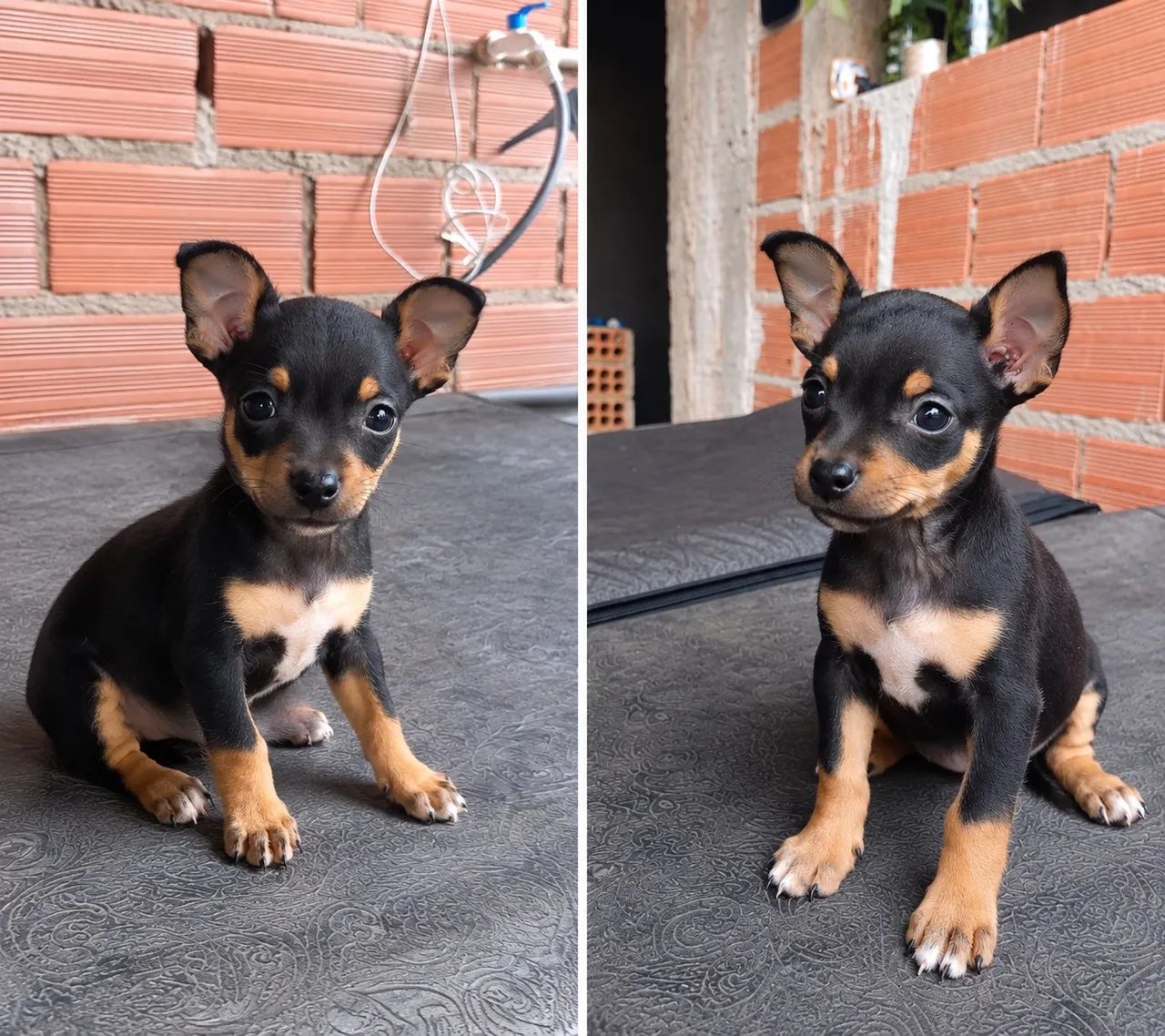 Pinscher 