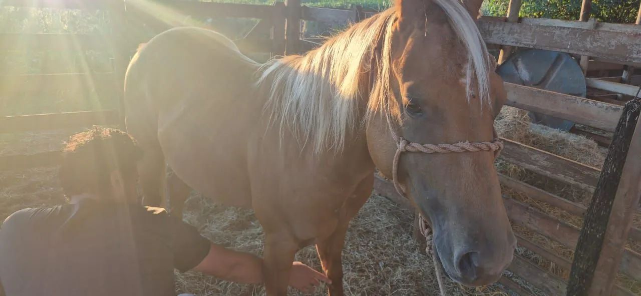 Potro palomino neto de Peeko del Cielo - Foto 6