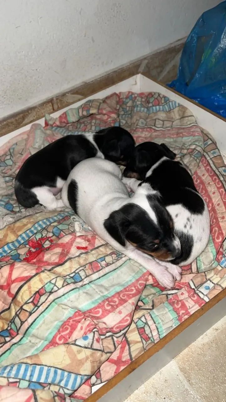 . Pinscher OO