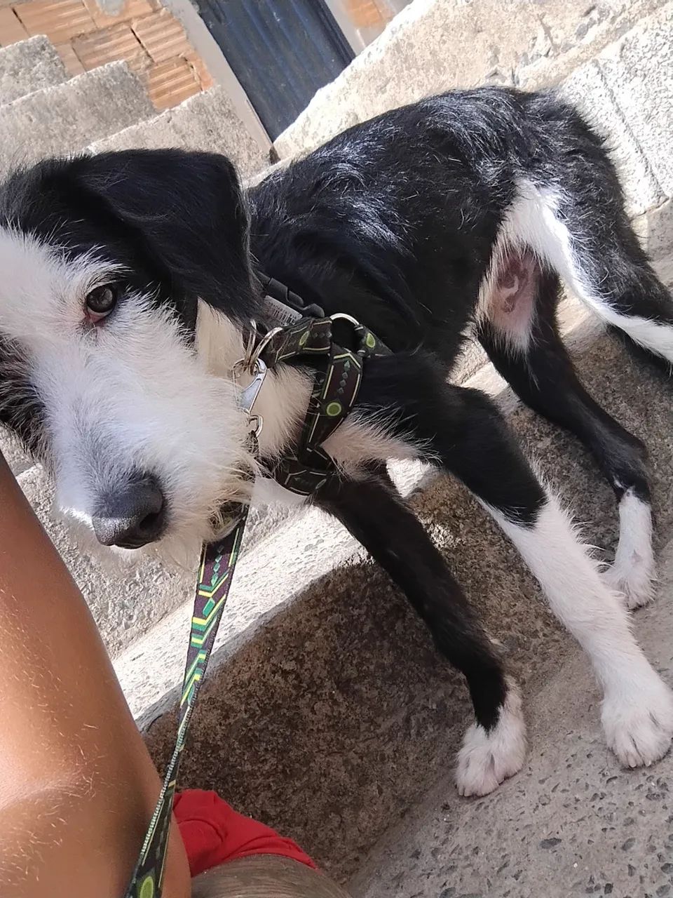 Doa-se um dog 