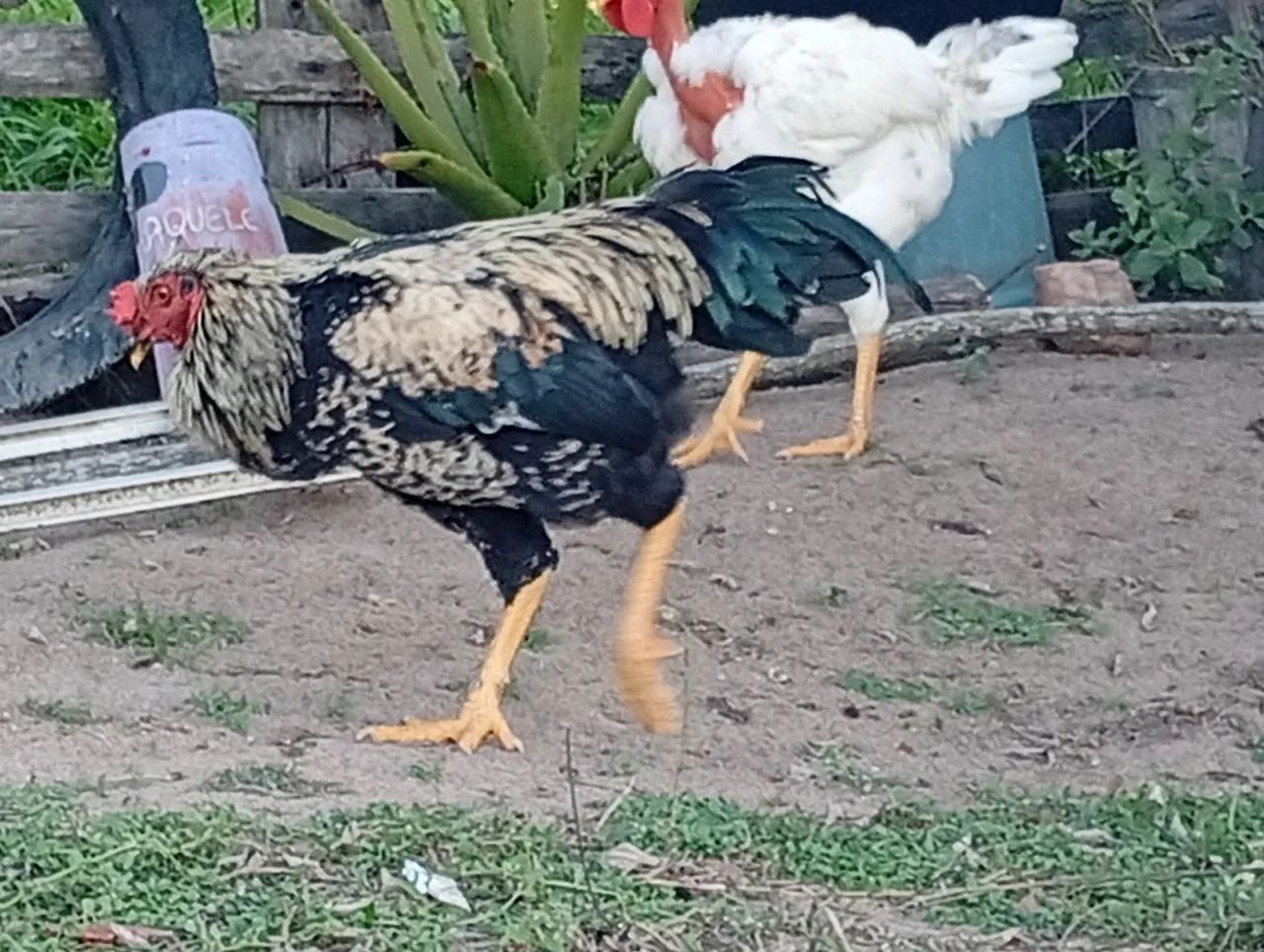 Vendo Galos - Foto 2