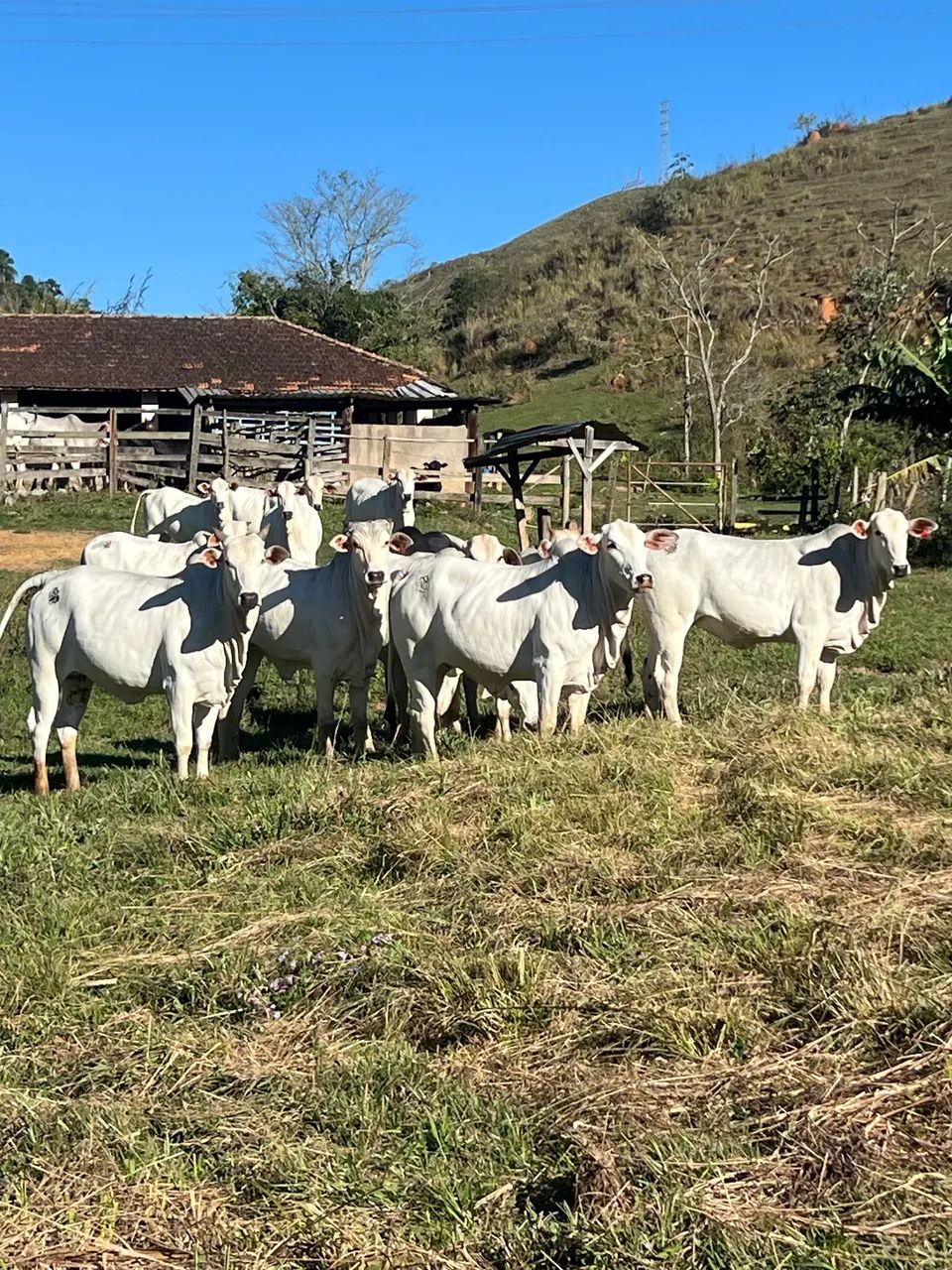Novilhas Nelore  - Foto 3