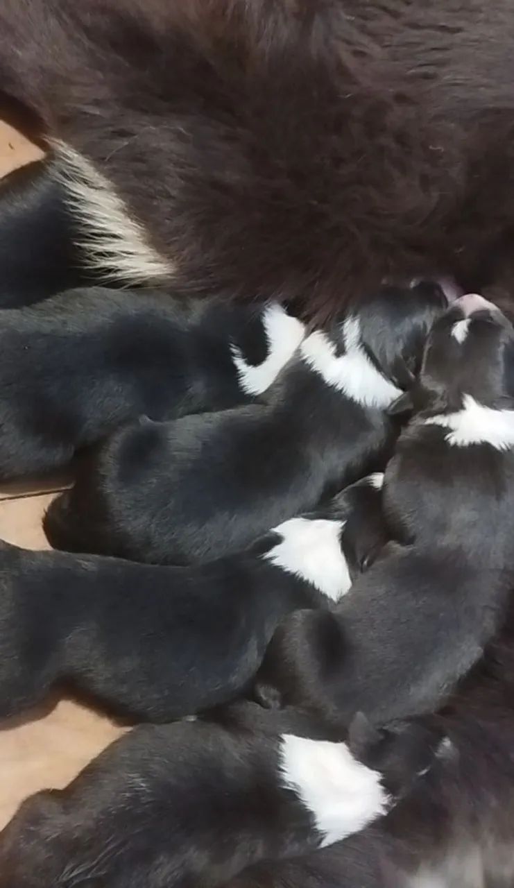 Border Collie - Pedigree CBKC - Foto 5