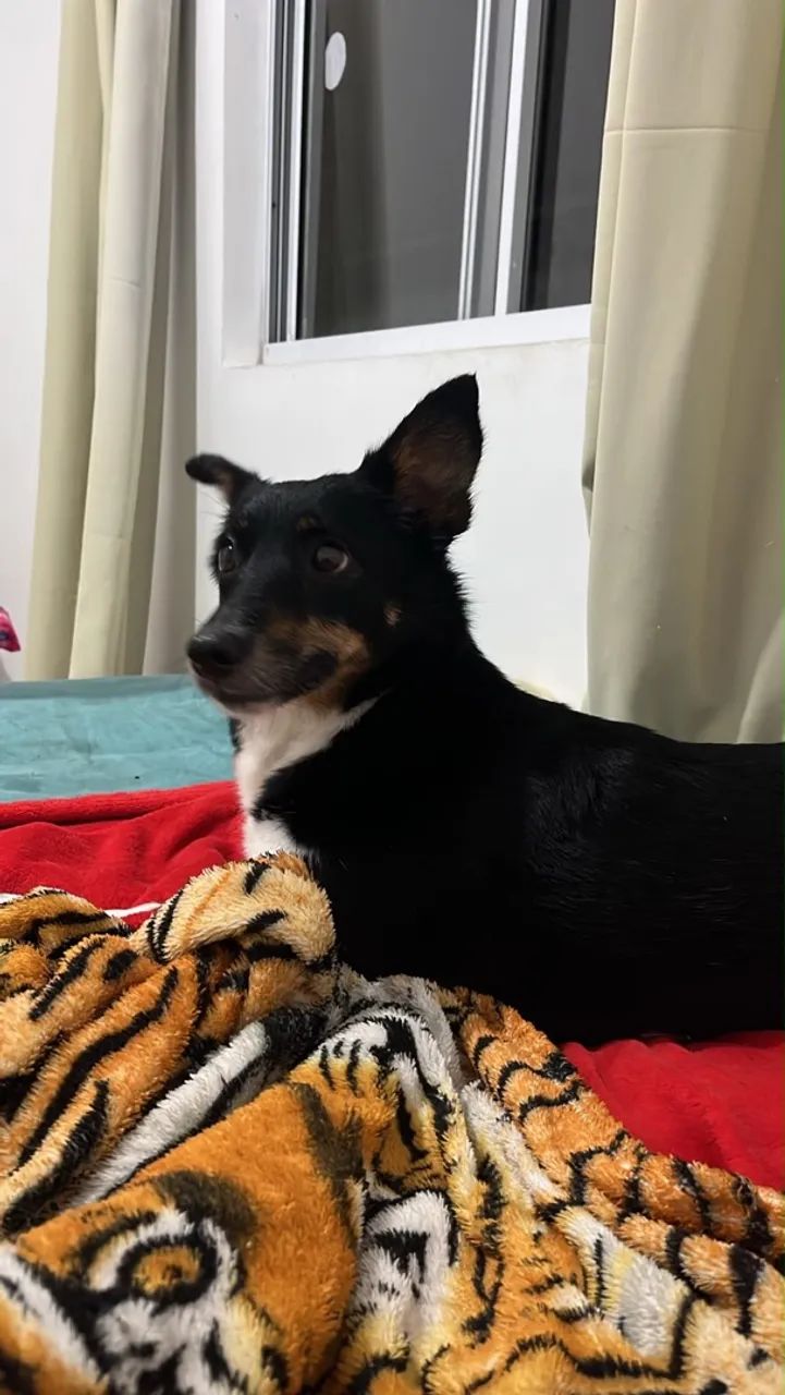 Cadela pra doação  - Foto 4