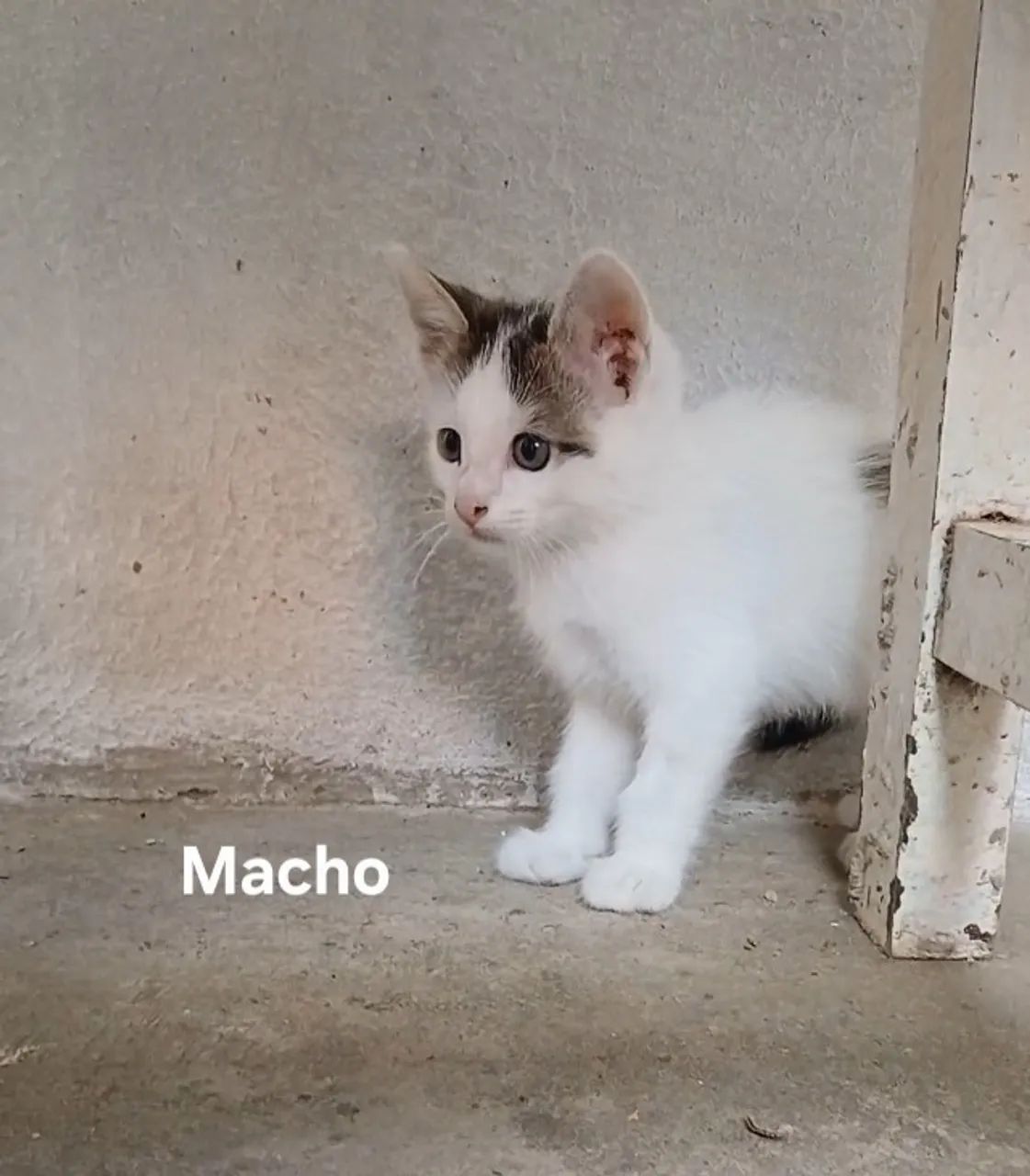 2 Filhotes de Gato Macho