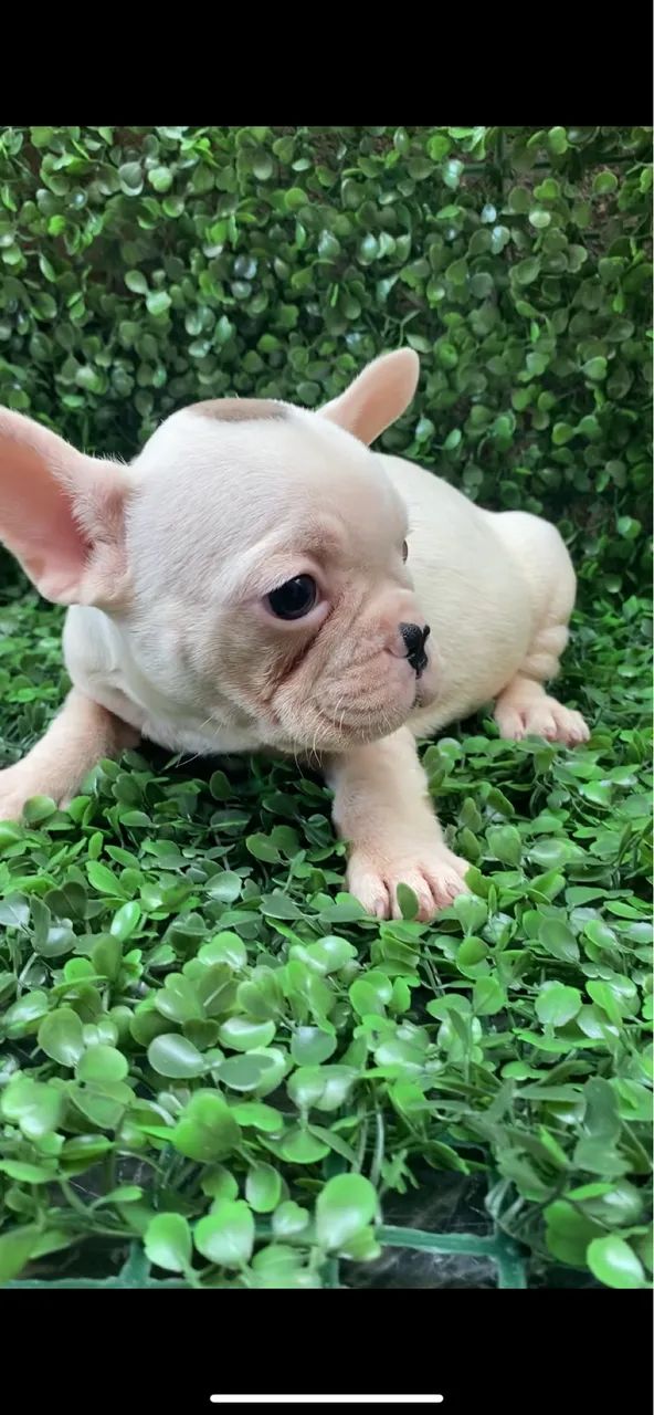 Buldogue Francês Fêmea 
