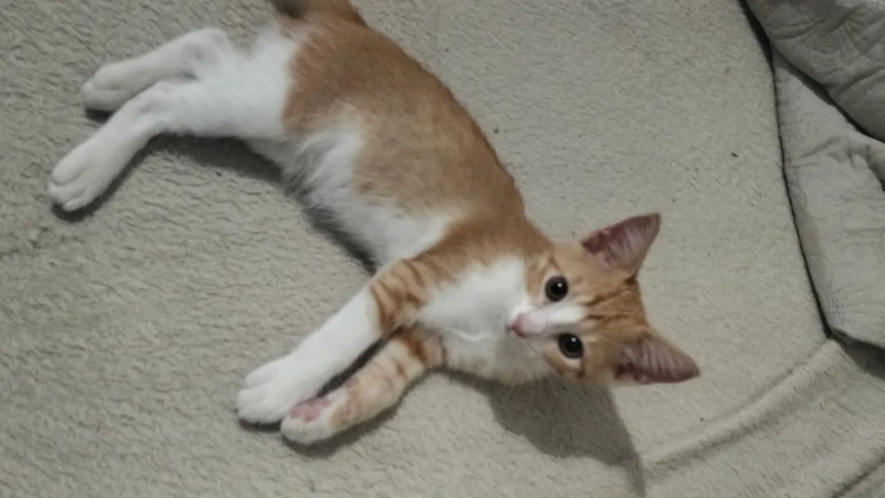 Gata para adoção  - Foto 2