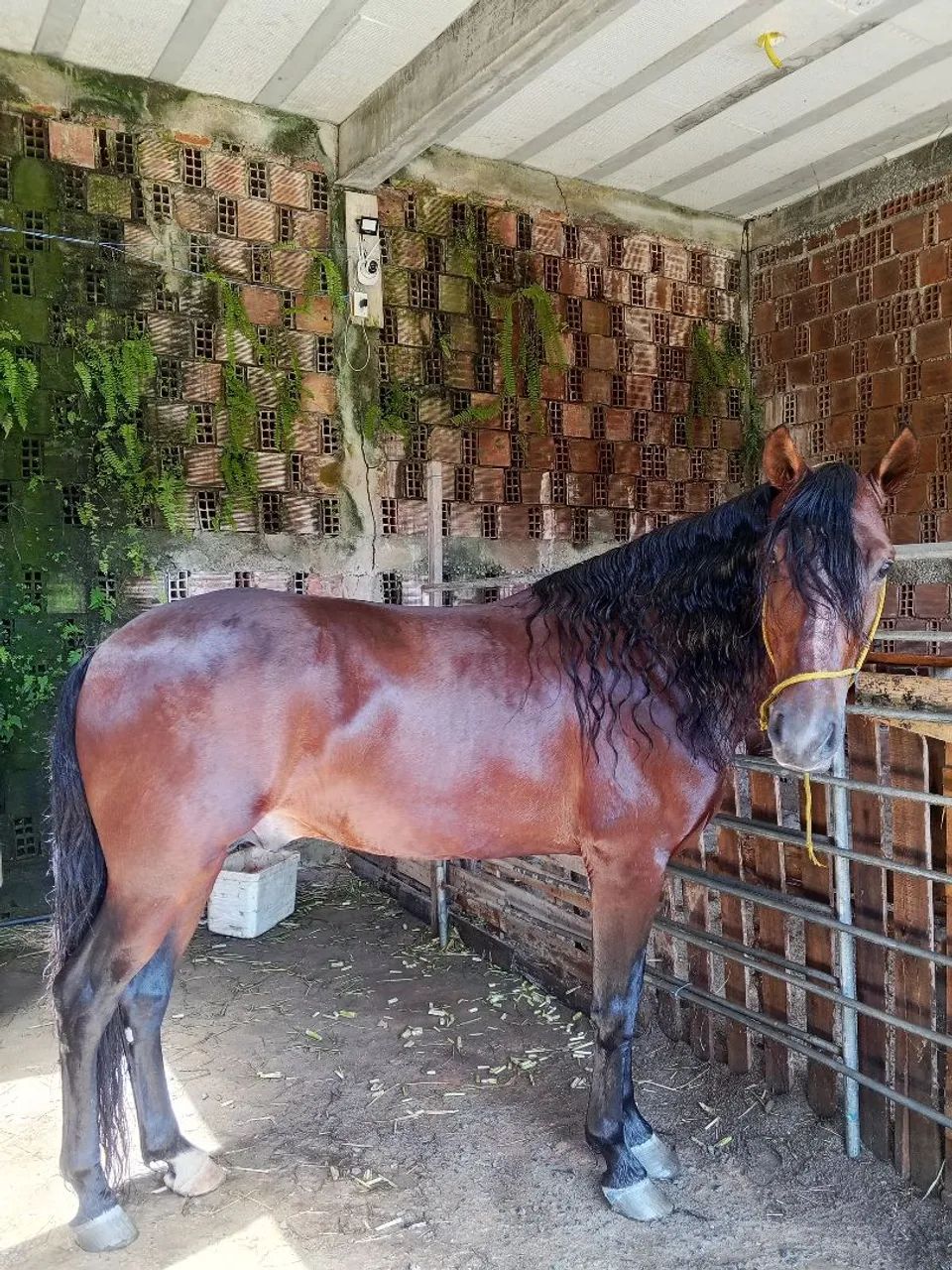 Cavalo  - Foto 4