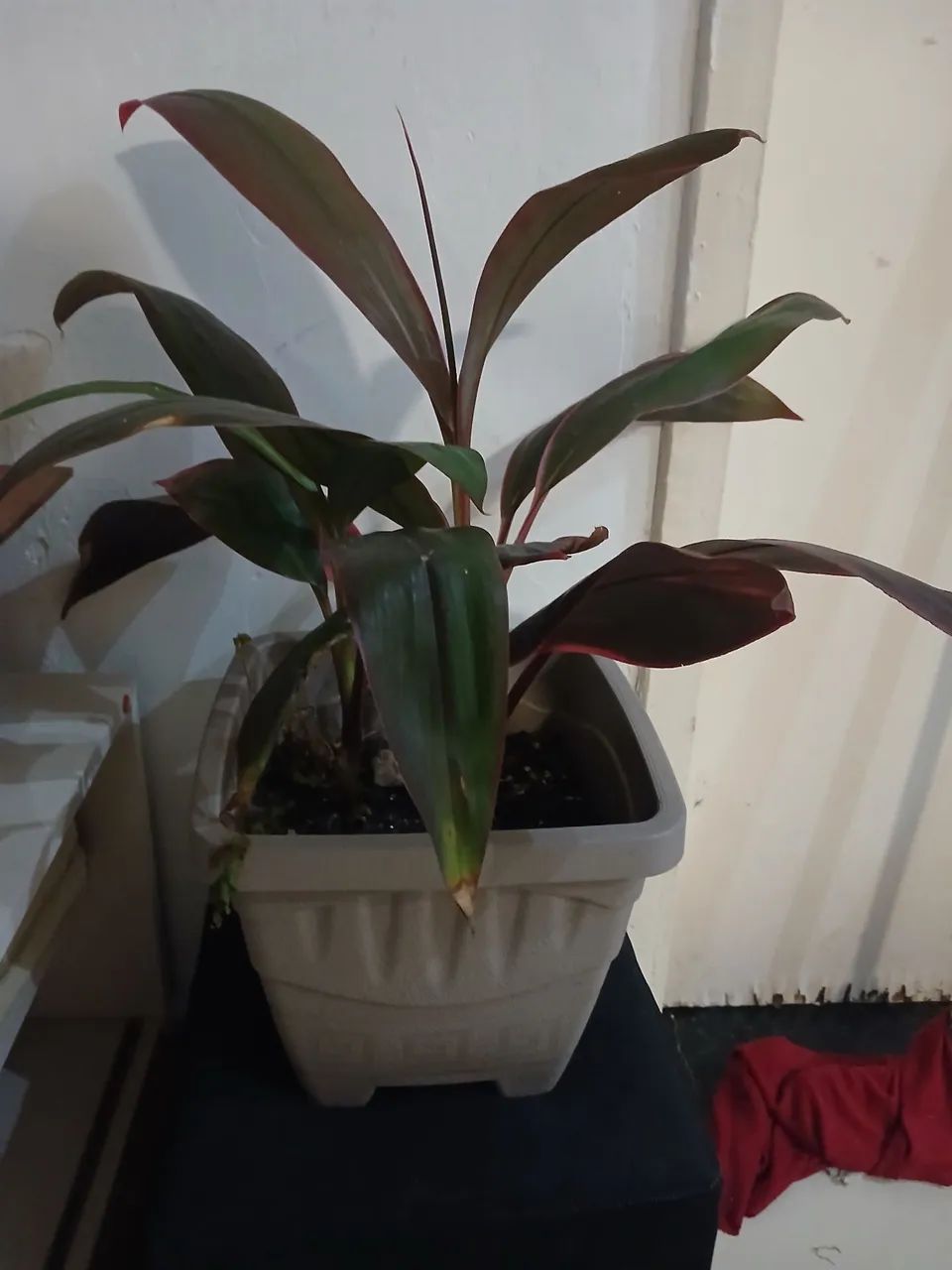 Jarro de planta Rafia - Foto 4