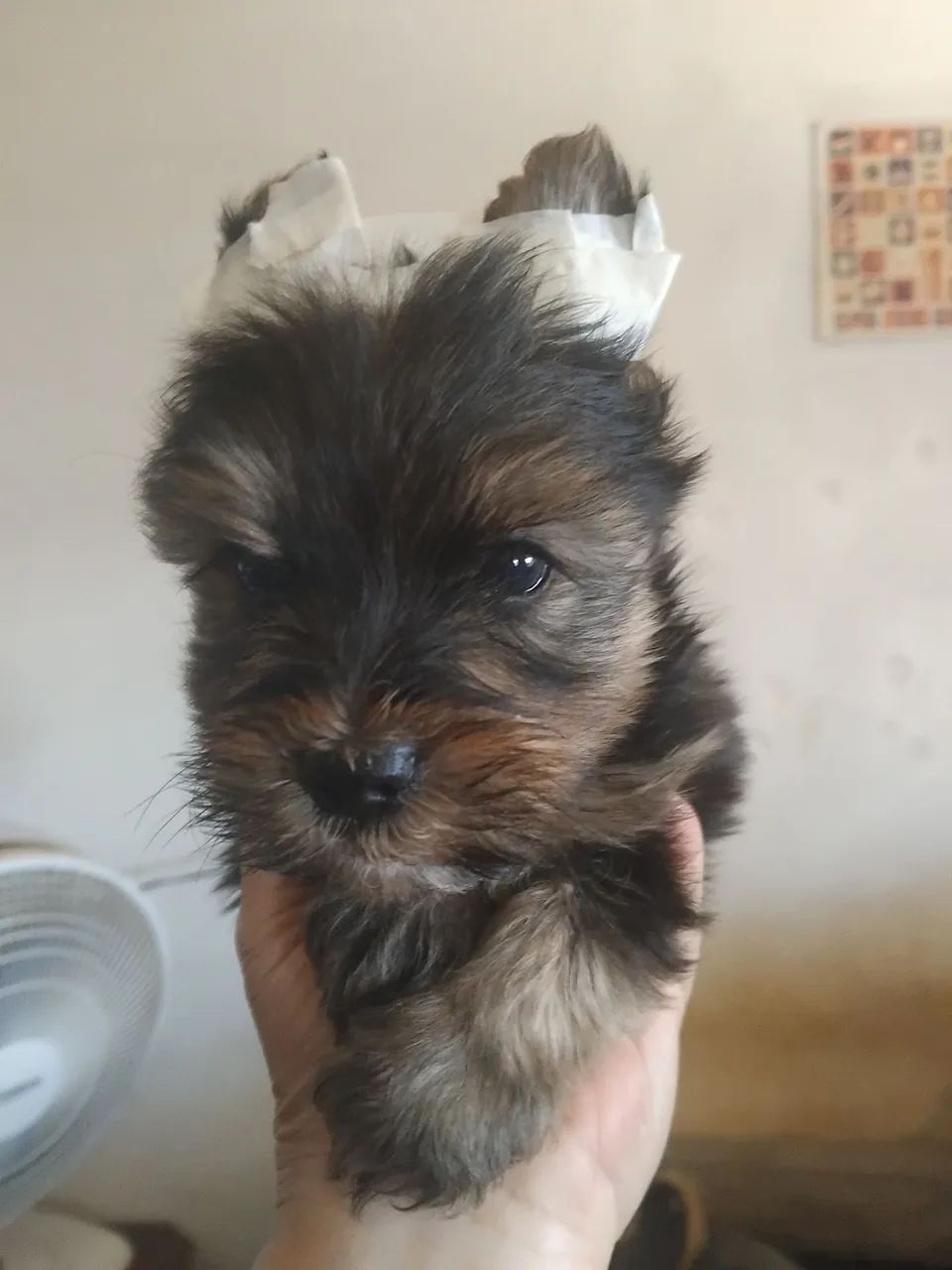 York machinho