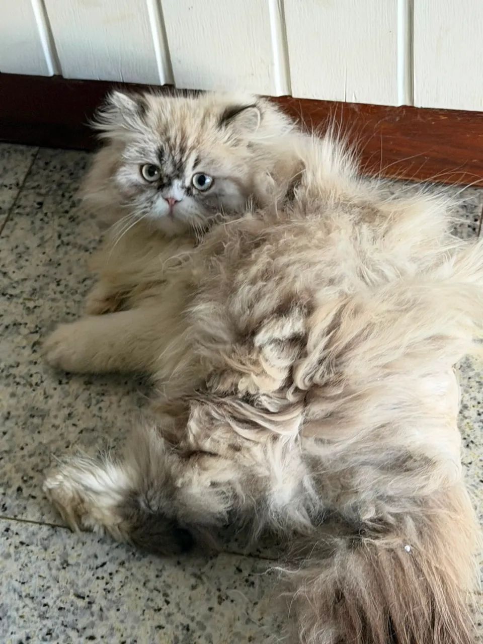 GATO PERSA PURO 