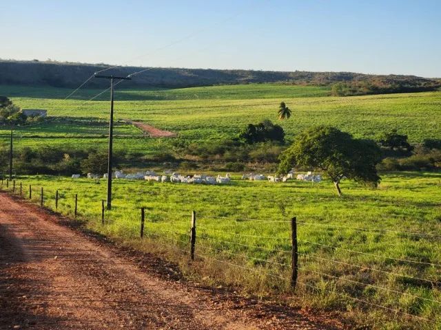 FAZENDA PRONTA ITAPICURU/BA - 670HA - Foto 3