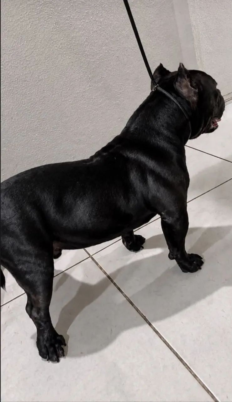  Cobertura American Bully micro  - Foto 3