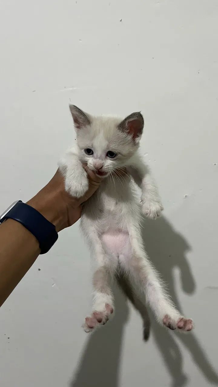 Doação gatinhos - Foto 5