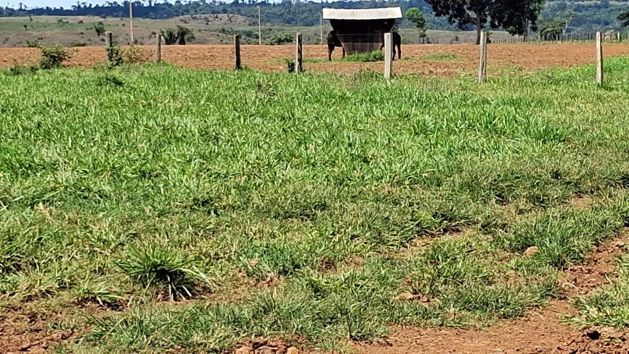 Fazenda  em Juina-MT - Foto 3