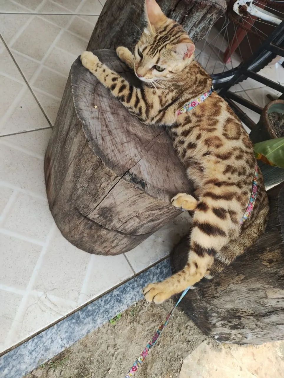 Bengal fêmea  - Foto 4