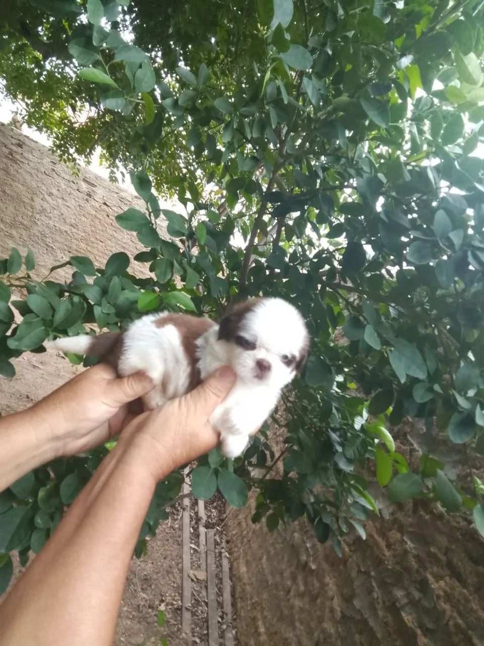 Fêmeas de shih tzu fígado 