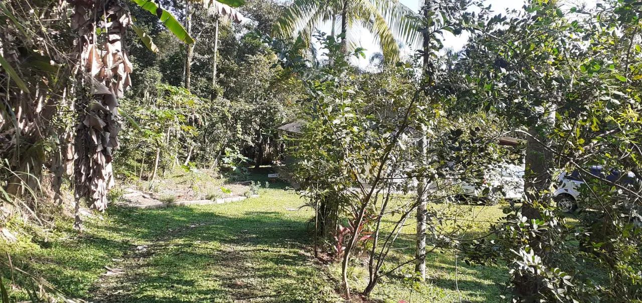 Characara em Paranaguá. - Foto 2