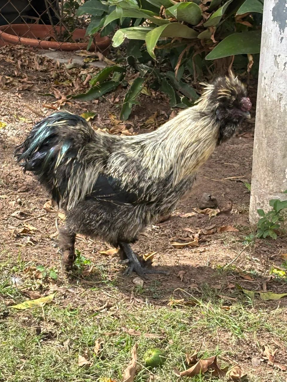 Galos  - Foto 2
