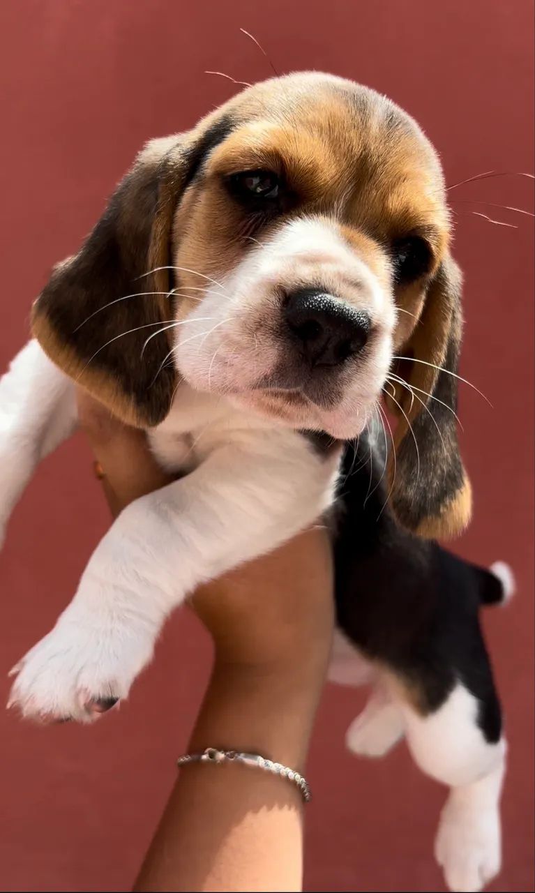 Beagles.