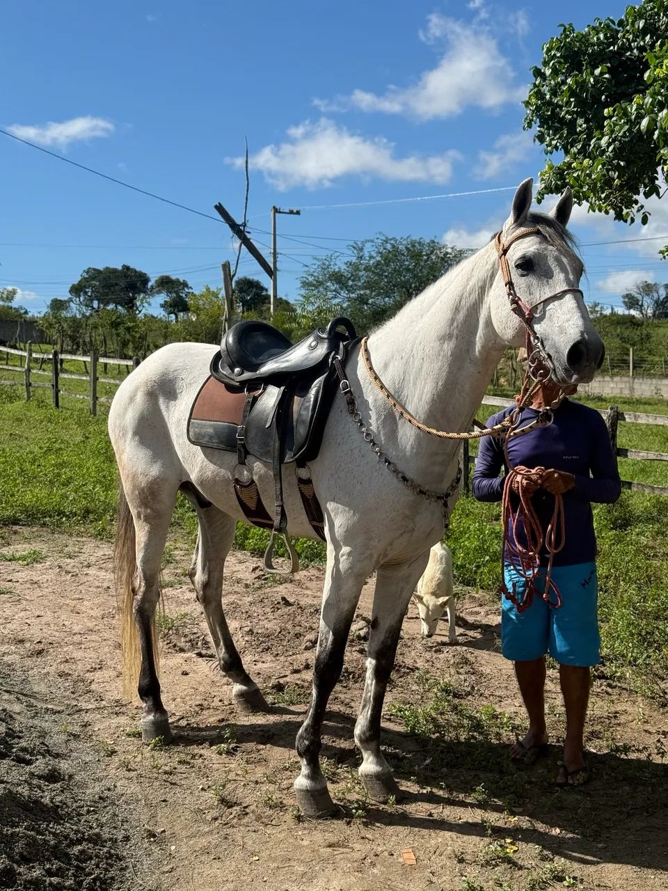 Cavalo mangalarga  - Foto 2